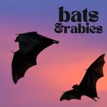 Image of 2 bats and text "bats & rabies"