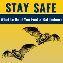 Image of two bats with the text "Stay Safe: What to Do if You Find a Bat Indoors"