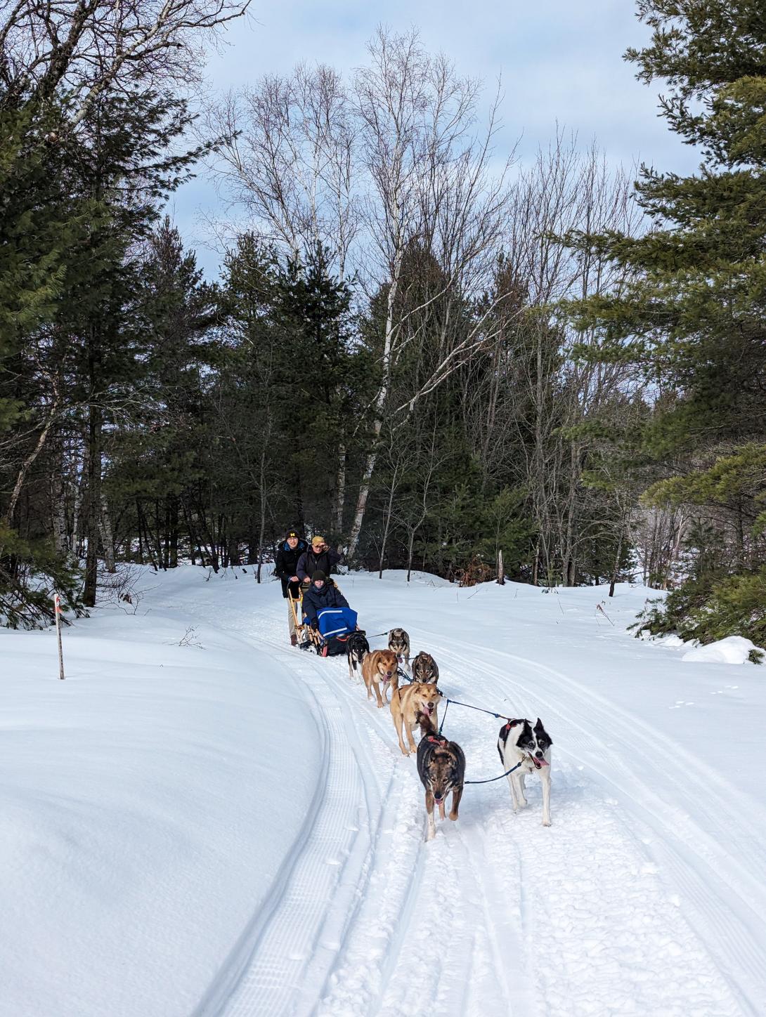 Photograph of people dog sledding.